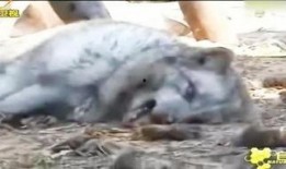 爆料踩踏动物视频大全下载